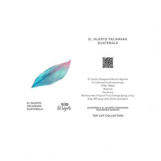 EL INJERTO PACAMARA / GUATEMALA