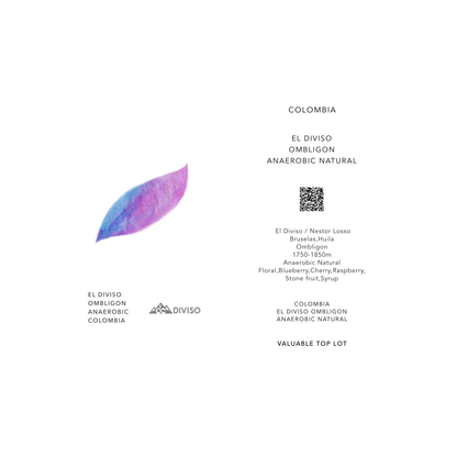 EL DIVISO OMBLIGON / COLOMBIA